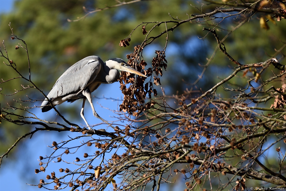 AK2