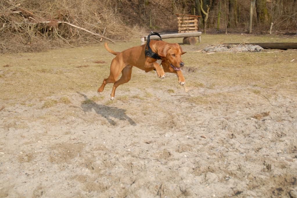 Akili Februar 2009