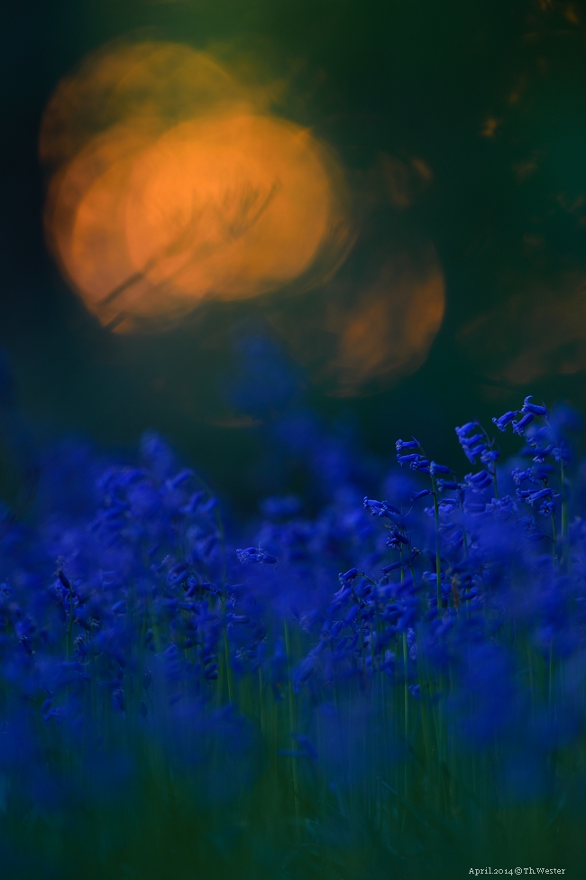 Akt.blau (2)