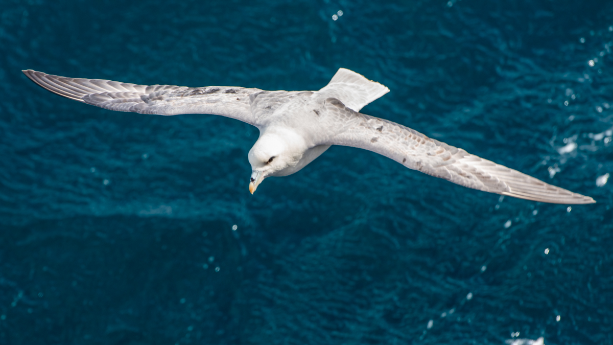 AL557-96.jpg