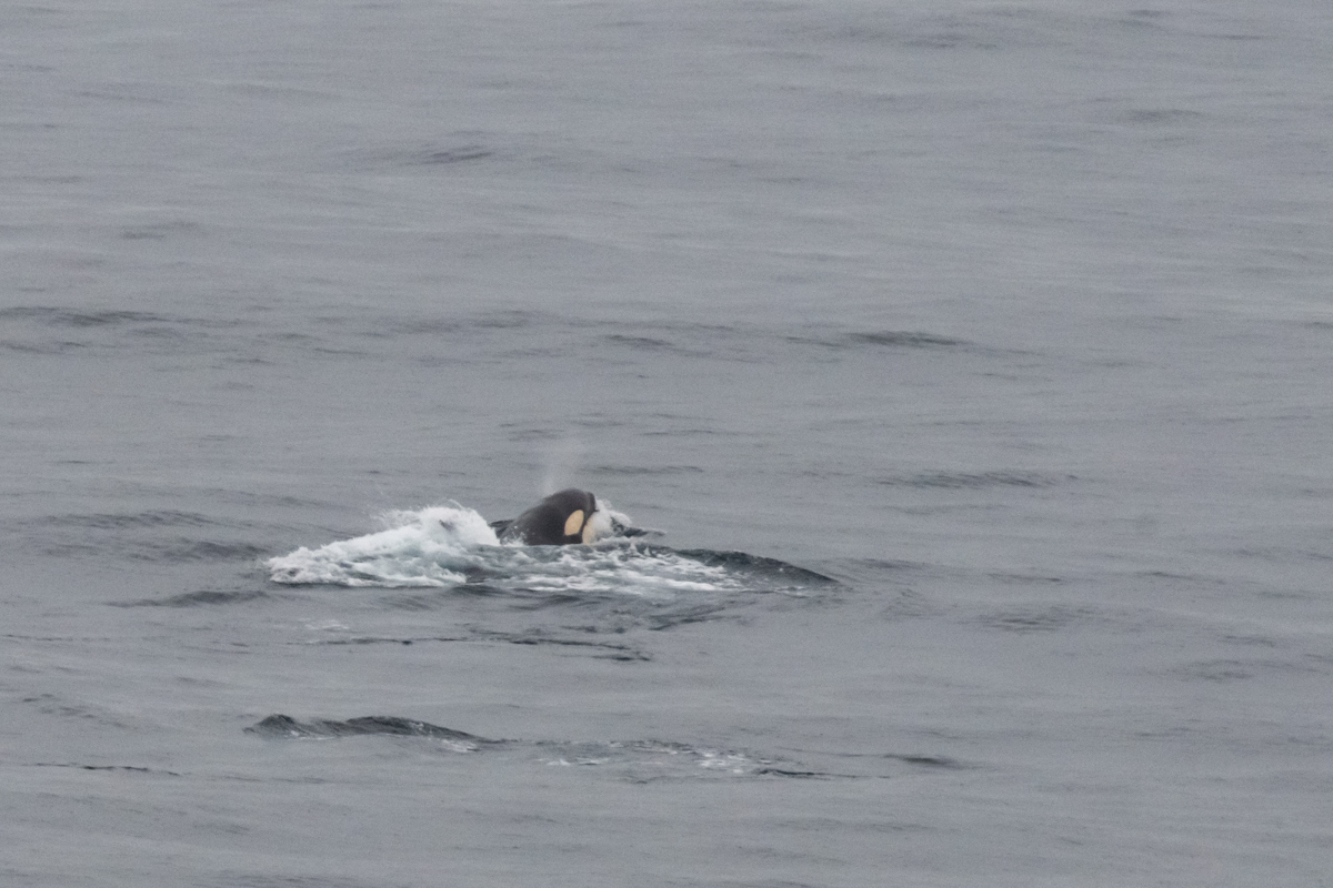 AL557 Orcas-10.jpg