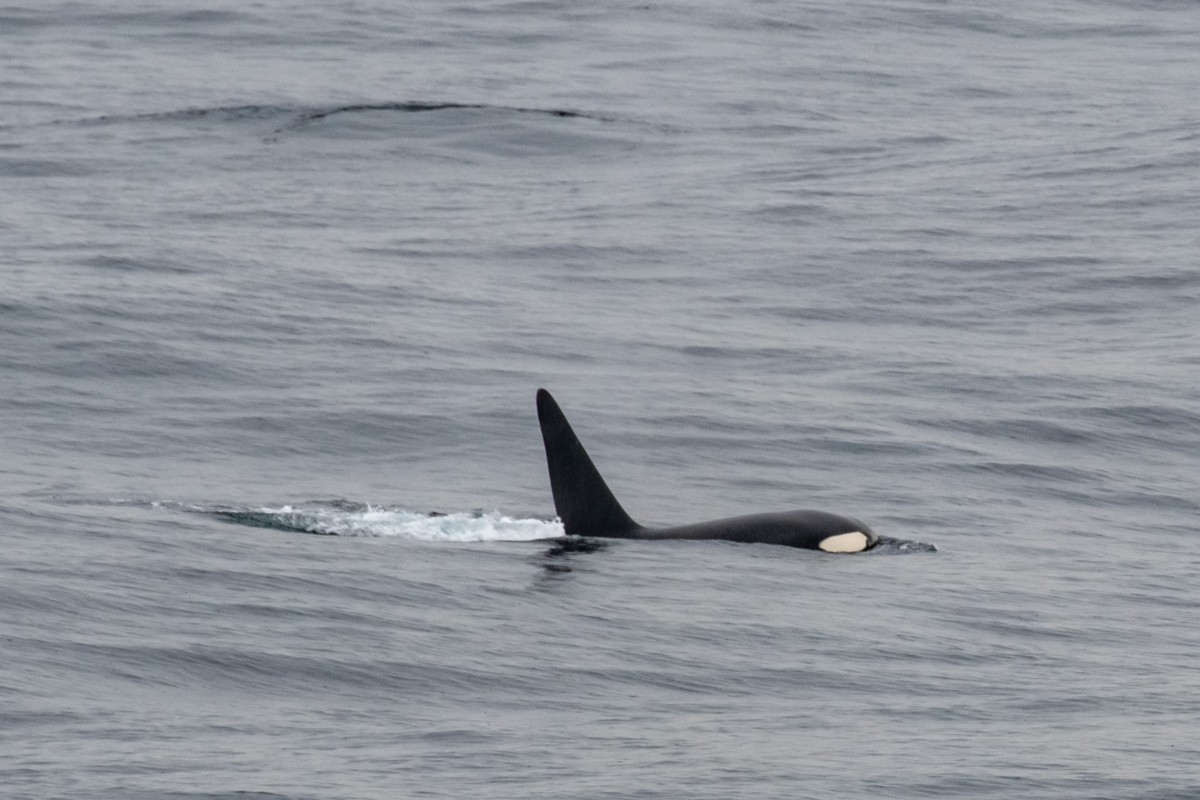 AL557 Orcas-11.jpg