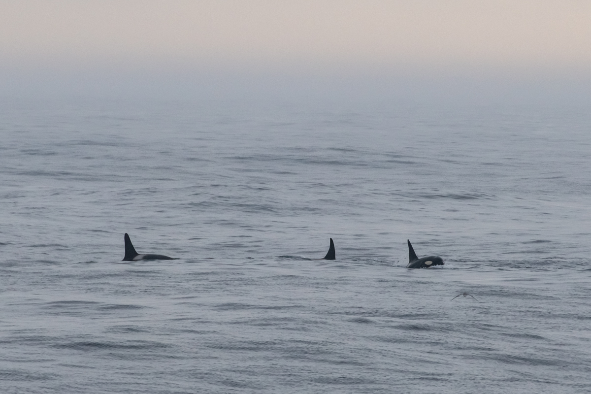 AL557 Orcas-4.jpg