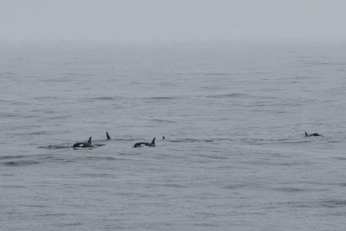 AL557 Orcas-6.jpg