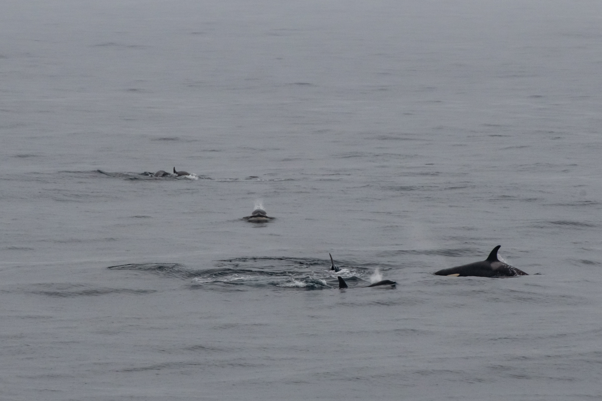 AL557 Orcas-9.jpg