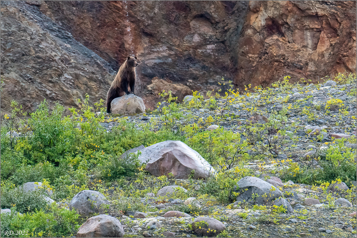 Alaska_2018-0564-Bearbeitet.jpg