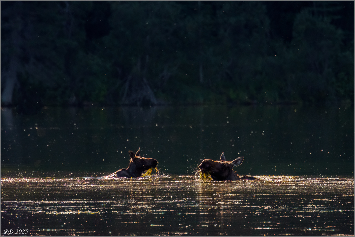 Alaska_2018-1176-Bearbeitet.jpg