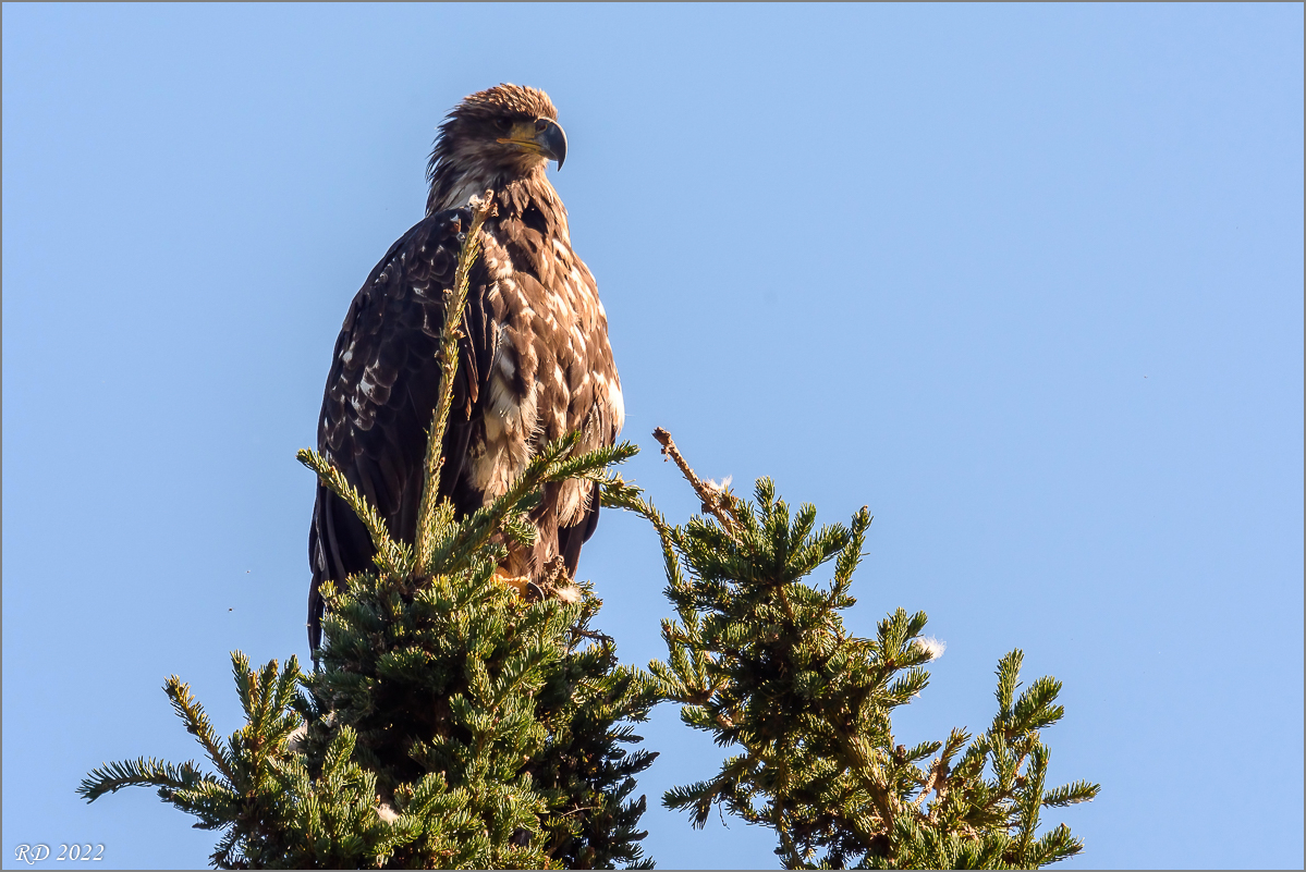 Alaska_2018-1181-Bearbeitet.jpg