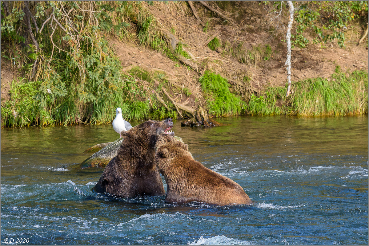 Alaska_2018-2195.jpg