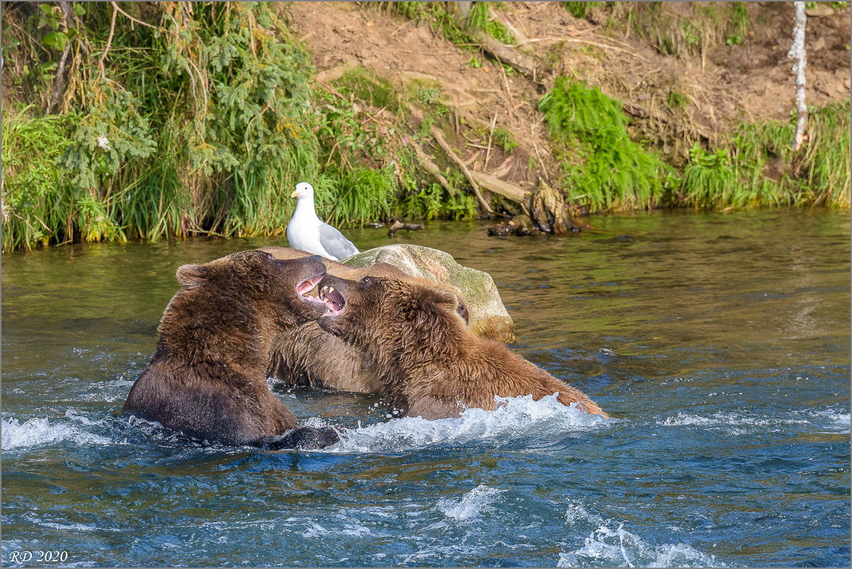 Alaska_2018-2199.jpg