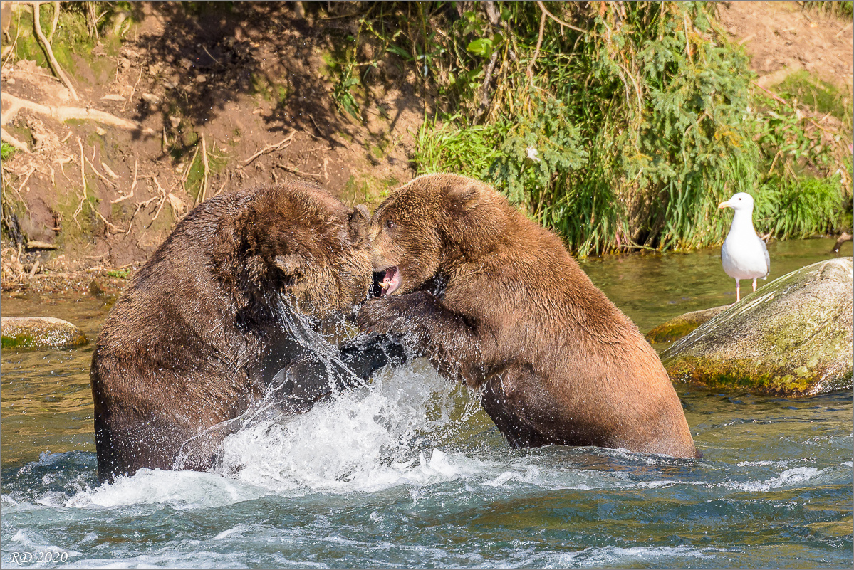 Alaska_2018-2206.jpg