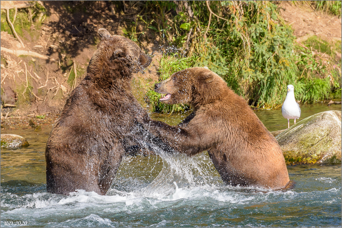 Alaska_2018-2209.jpg
