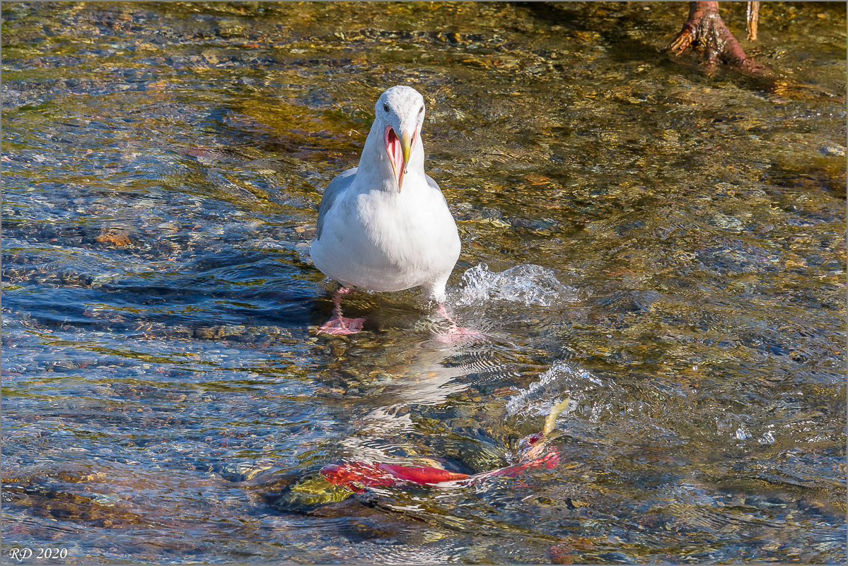 Alaska_2018-2212.jpg