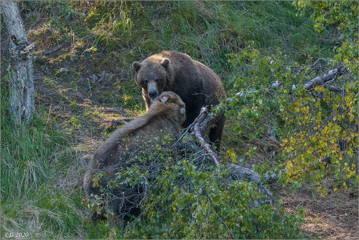 Alaska_2018-2244.jpg