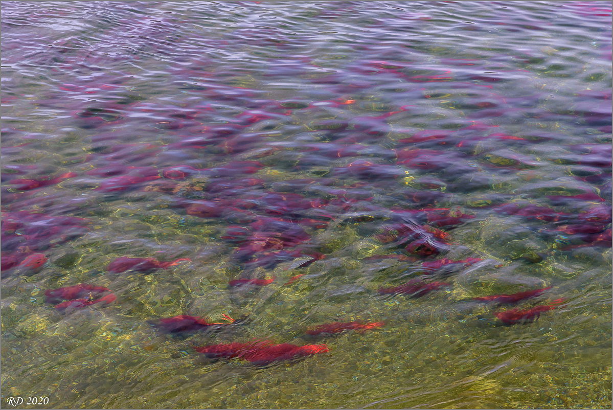 Alaska_2018-2427.jpg