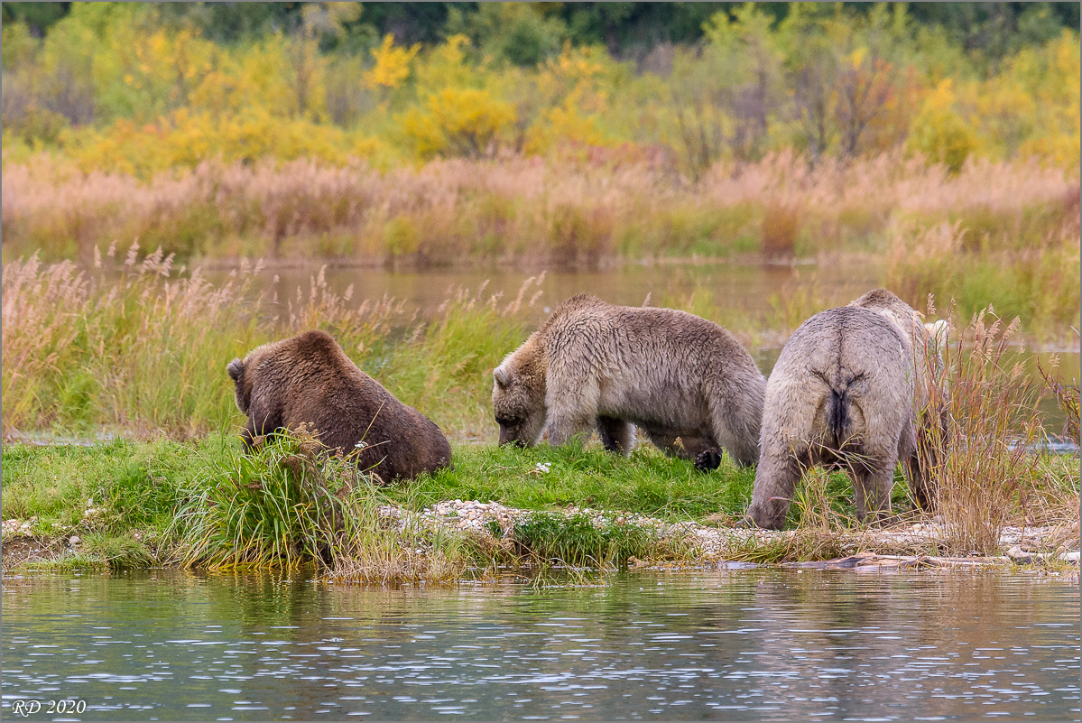 Alaska_2018-2515.jpg