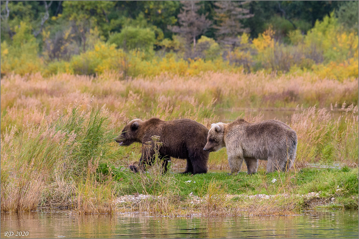 Alaska_2018-2520.jpg