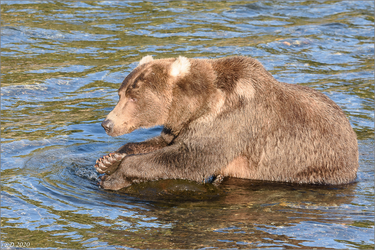 Alaska_2018-2656.jpg