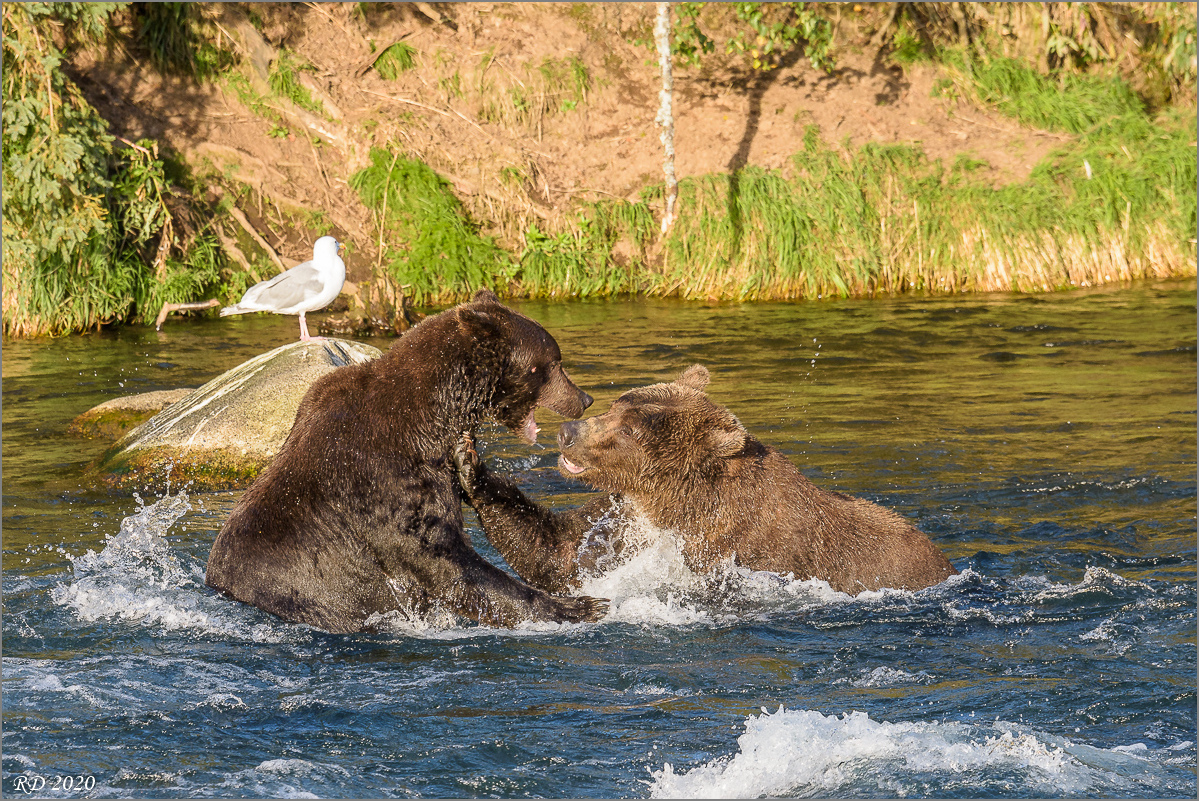 Alaska_2018-2767.jpg
