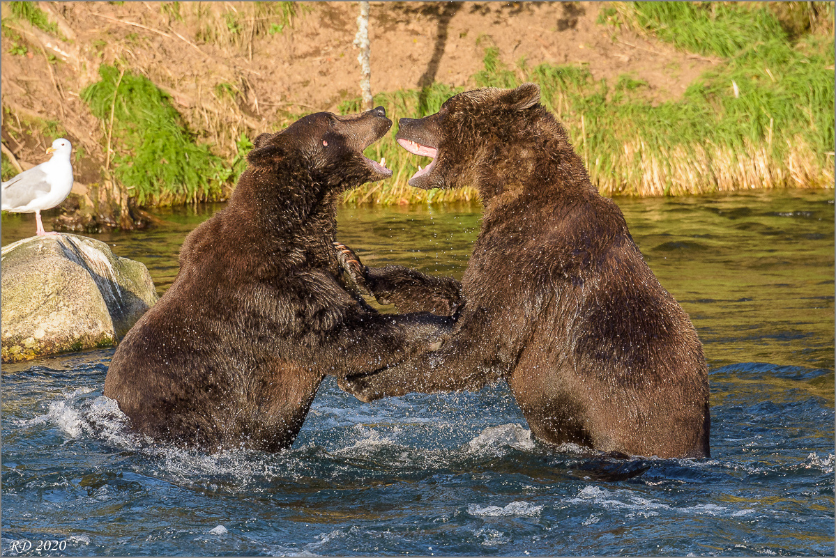Alaska_2018-2774.jpg