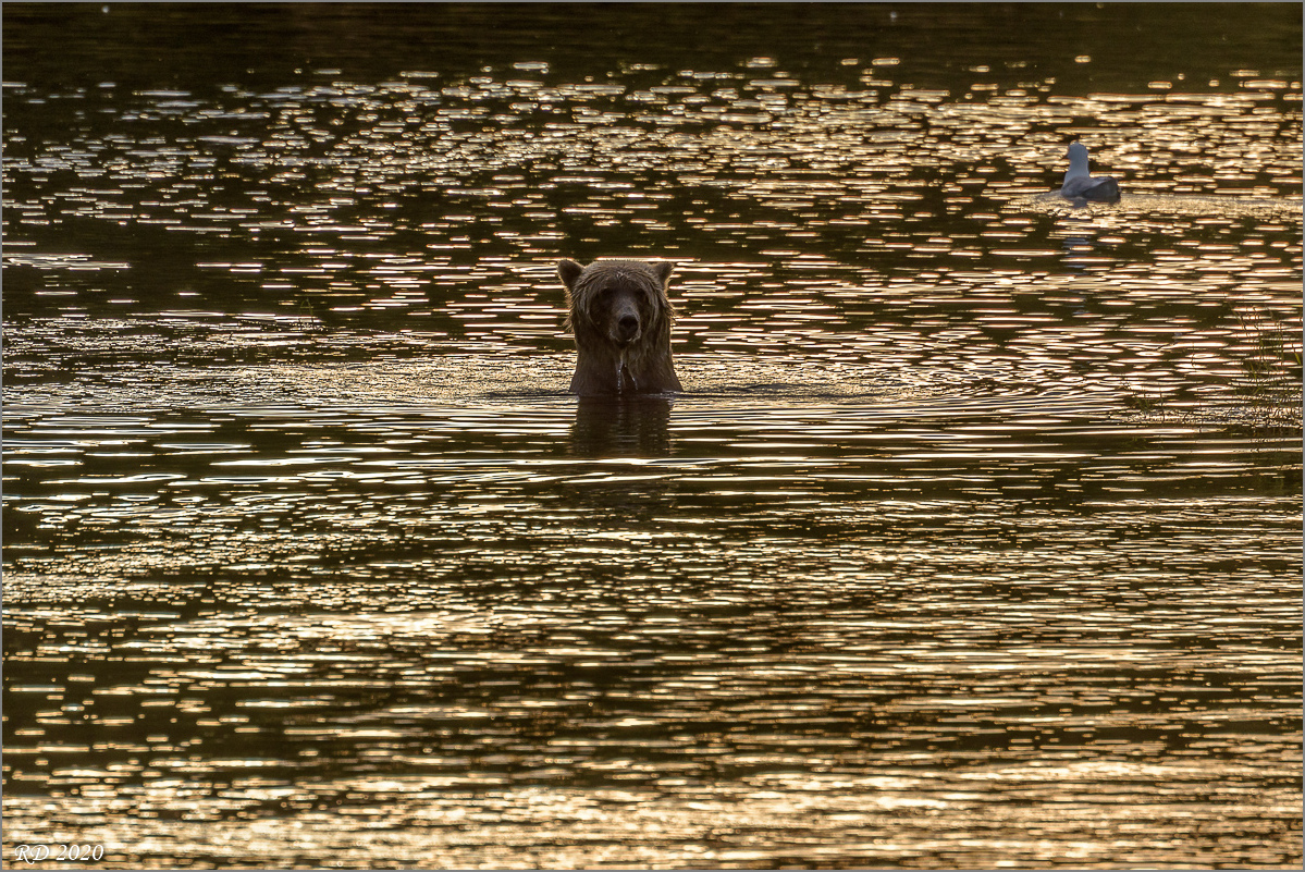 Alaska_2018-2780.jpg