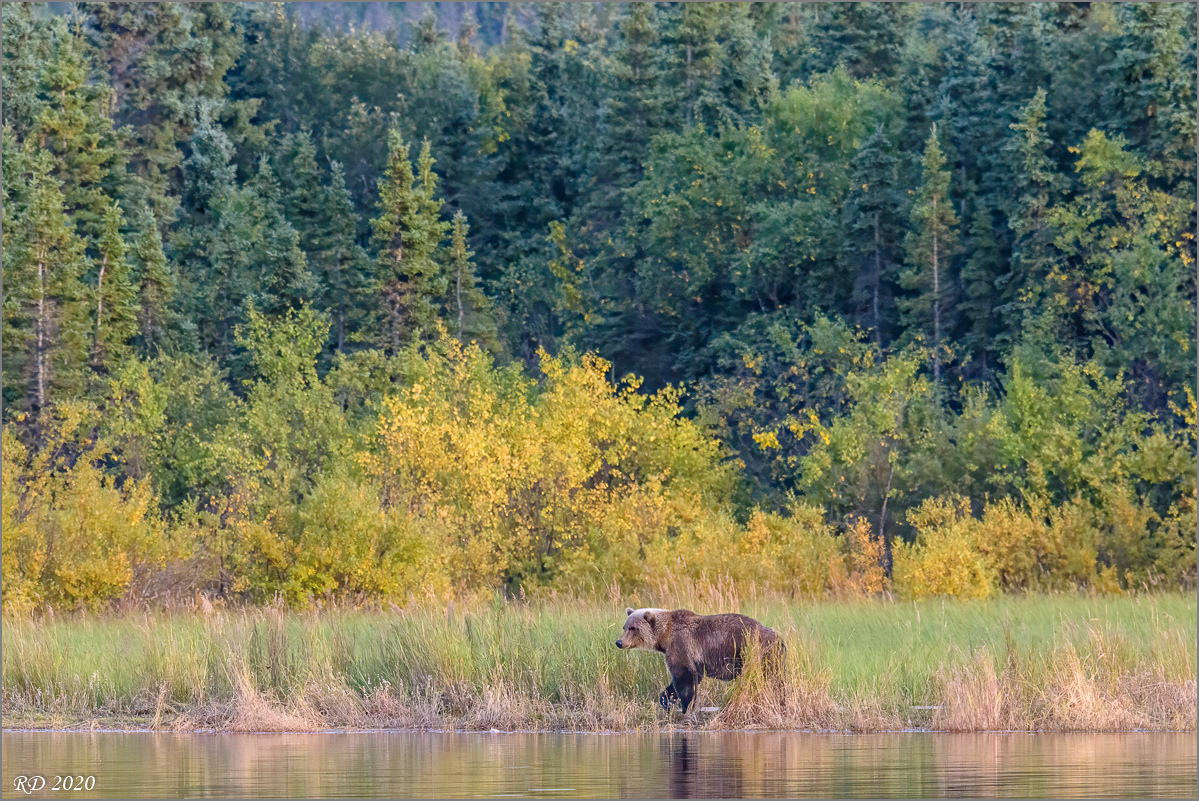 Alaska_2018-2805-Bearbeitet.jpg