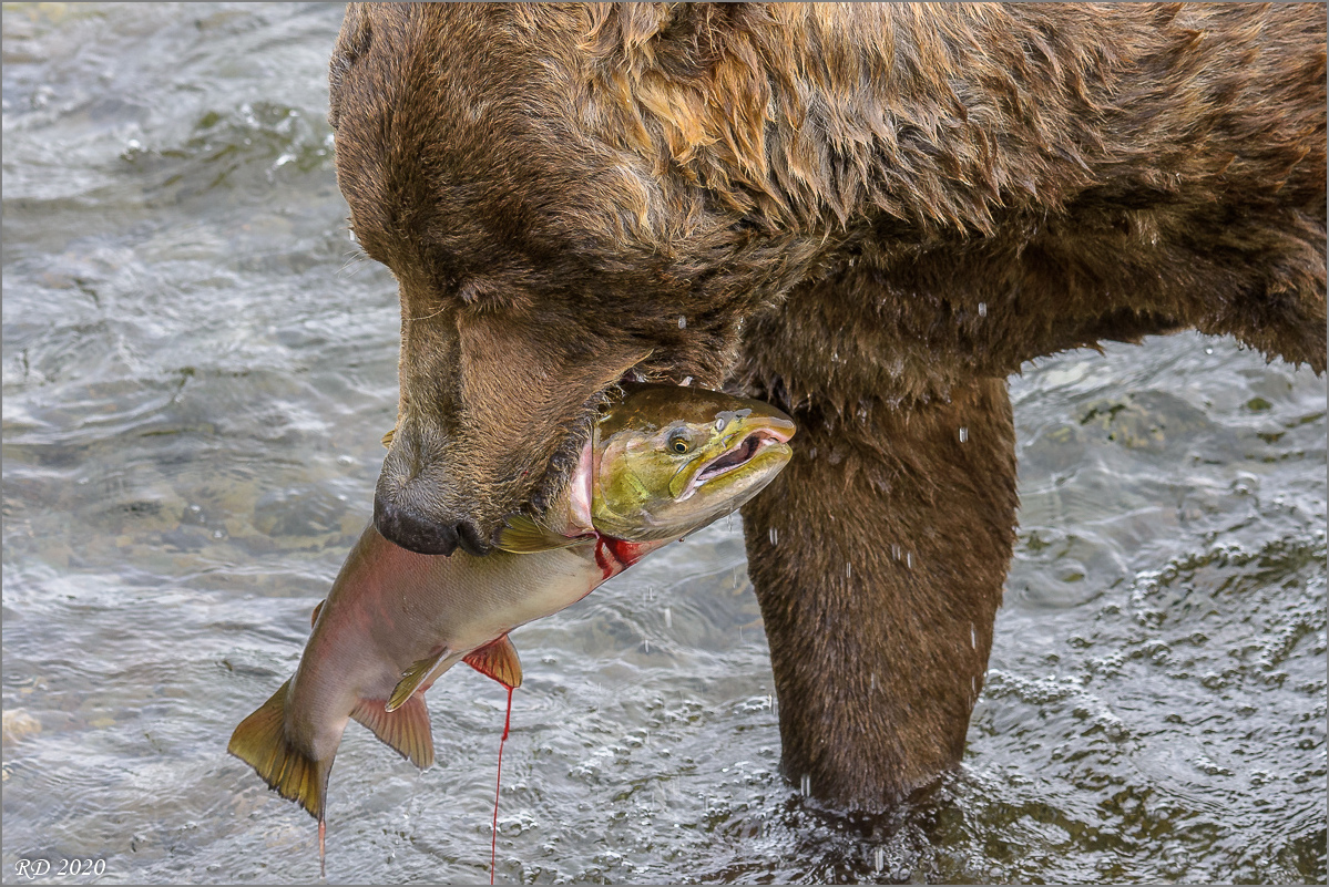 Alaska_2018-2833.jpg