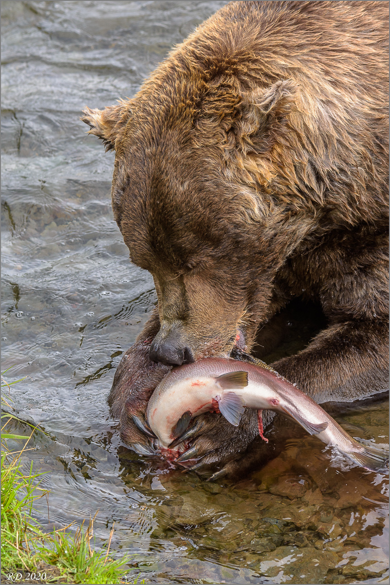 Alaska_2018-2838.jpg