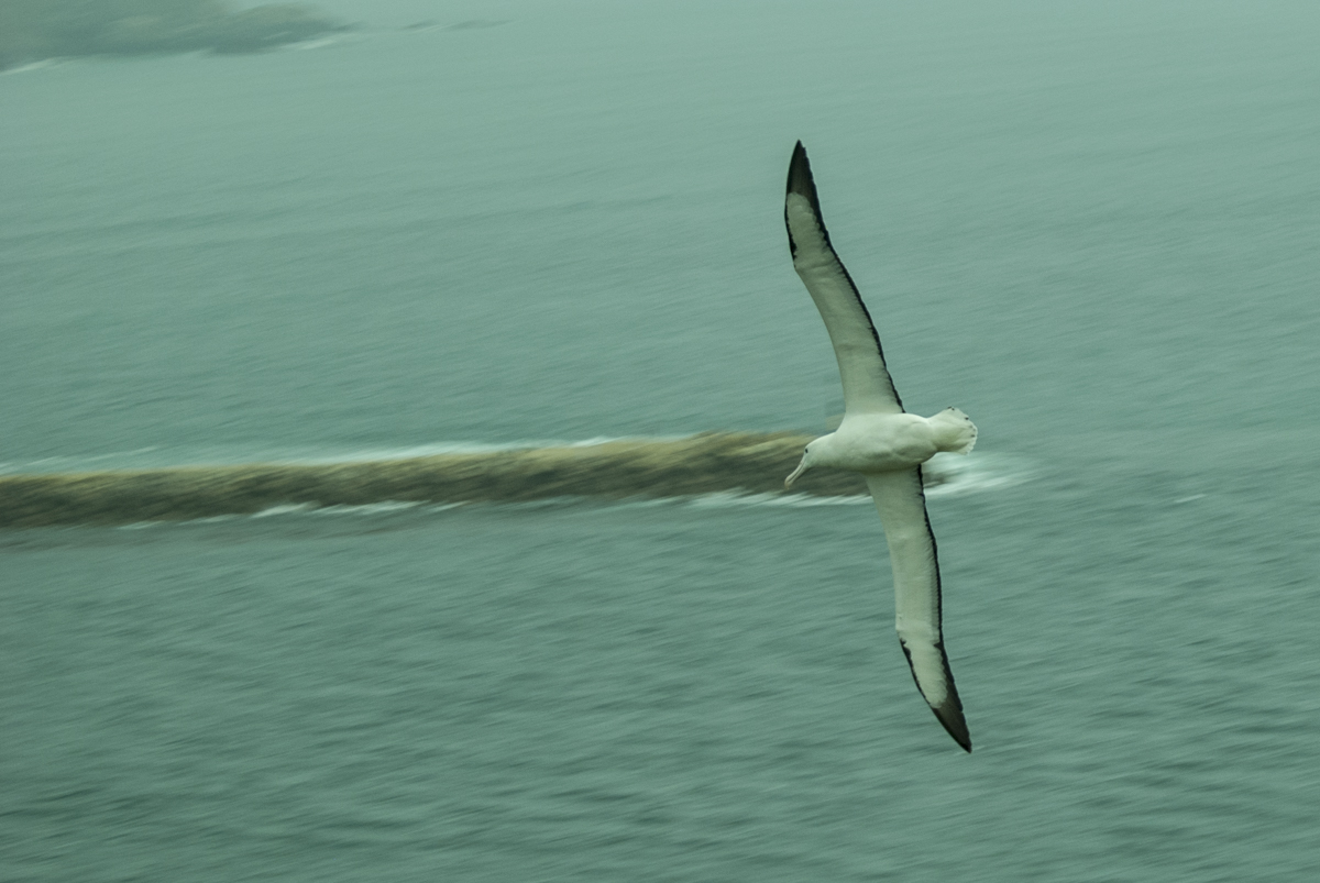 Albatross