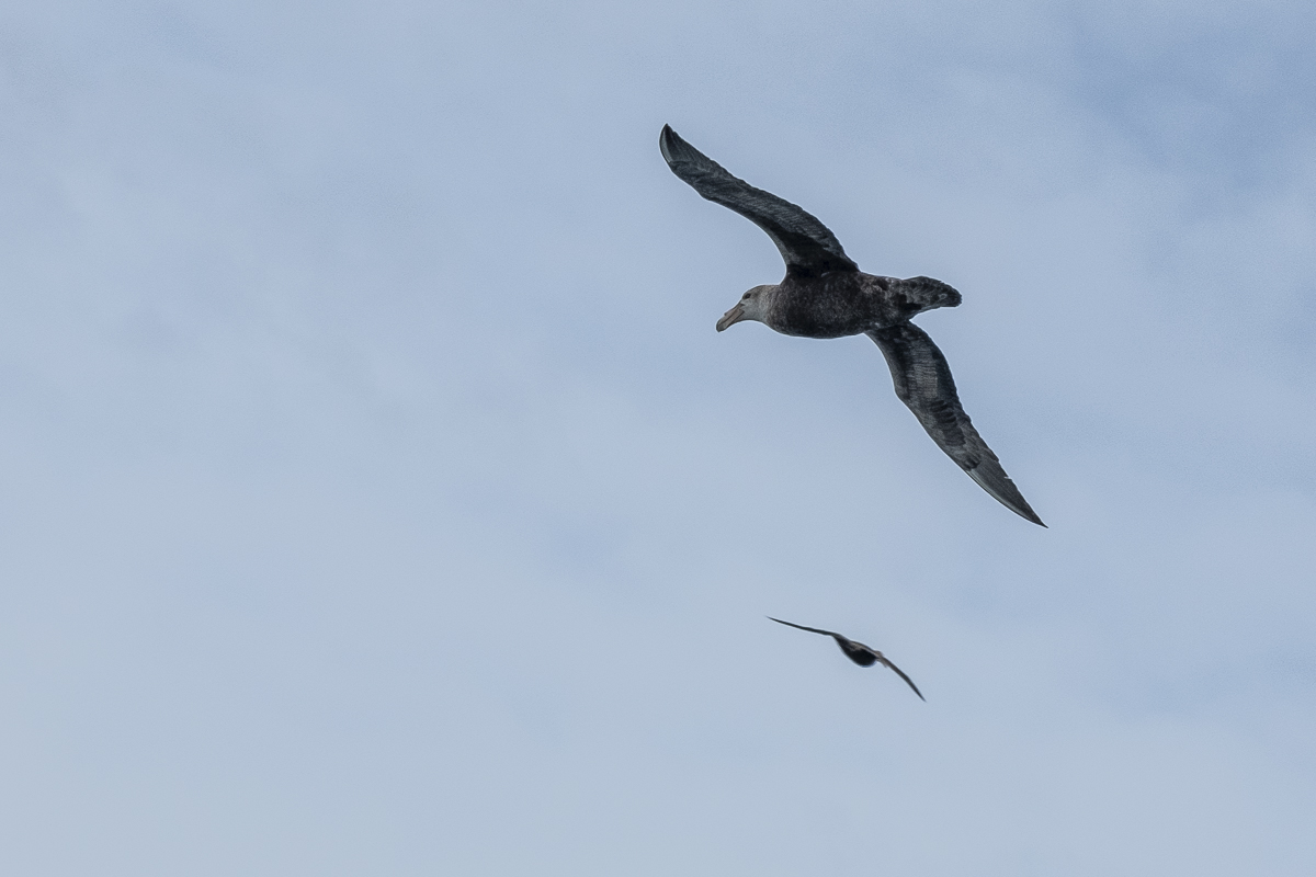 Albatrosse