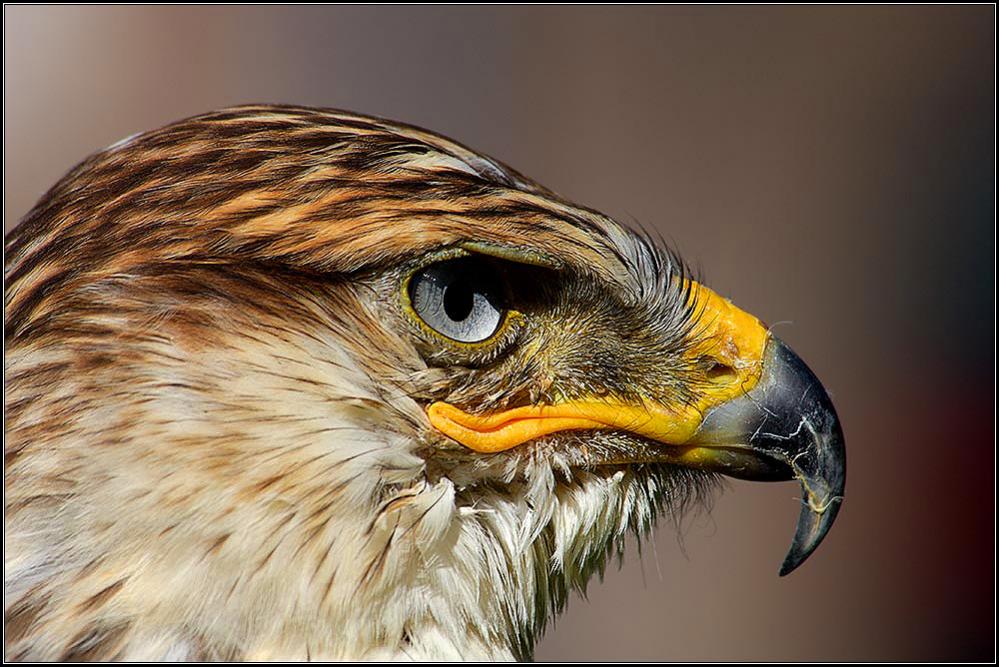 Albidus der Sakerfalke - D2x mit AF-D VR 80-400