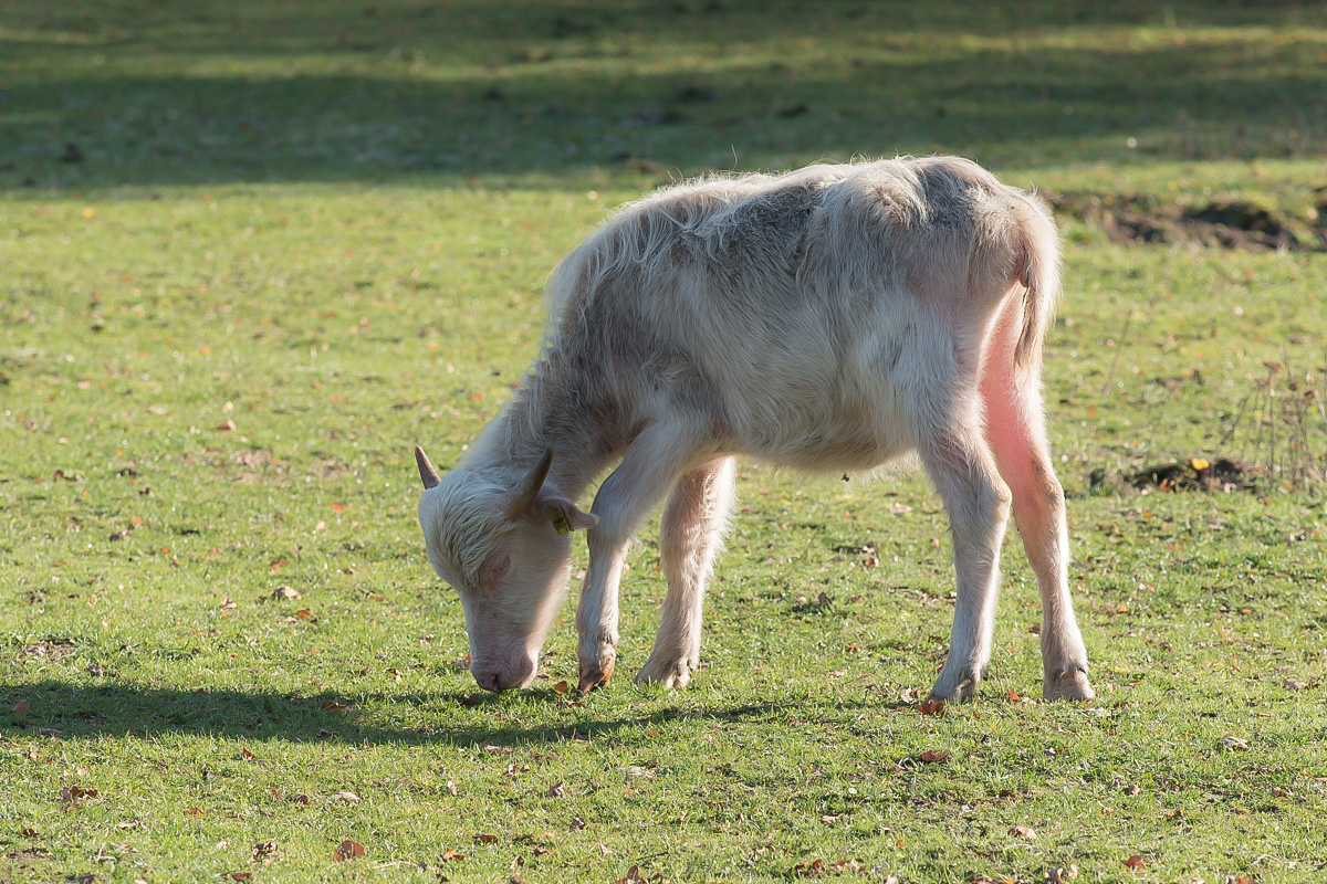 Albino.jpg