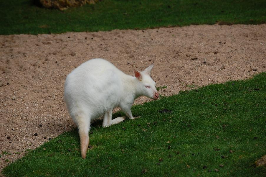 albino