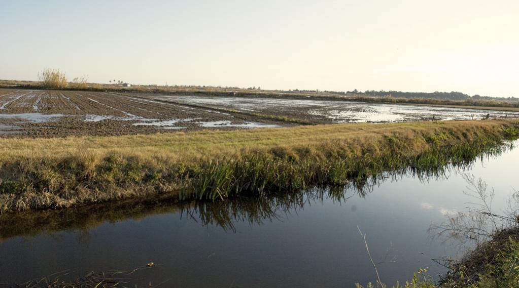 Albufera