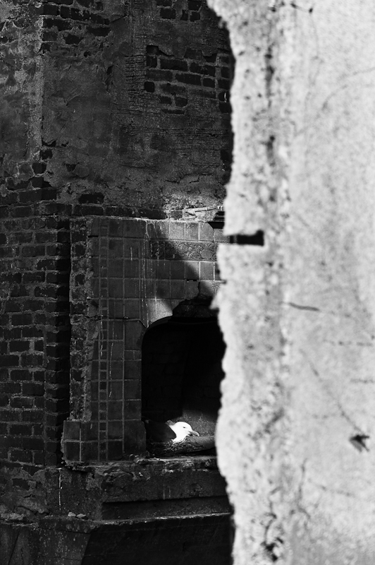 Alcatraz - Brutplatz im Kamin des Leuchtturmwärterhauses