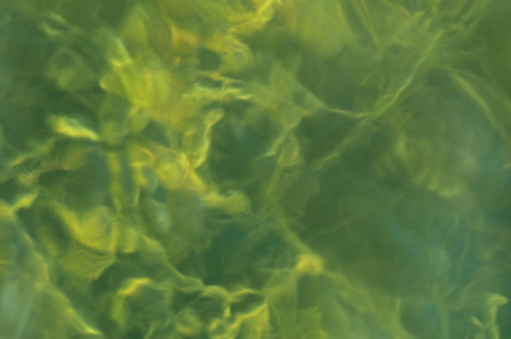 Algen im Wasser