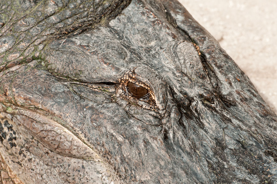 Aligator in den Everglades