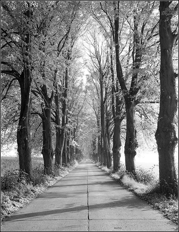 Allee bei Neeberg sw