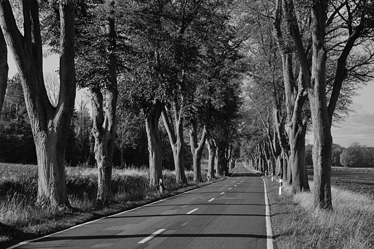 Allee BW_bearbeitet-1.jpg