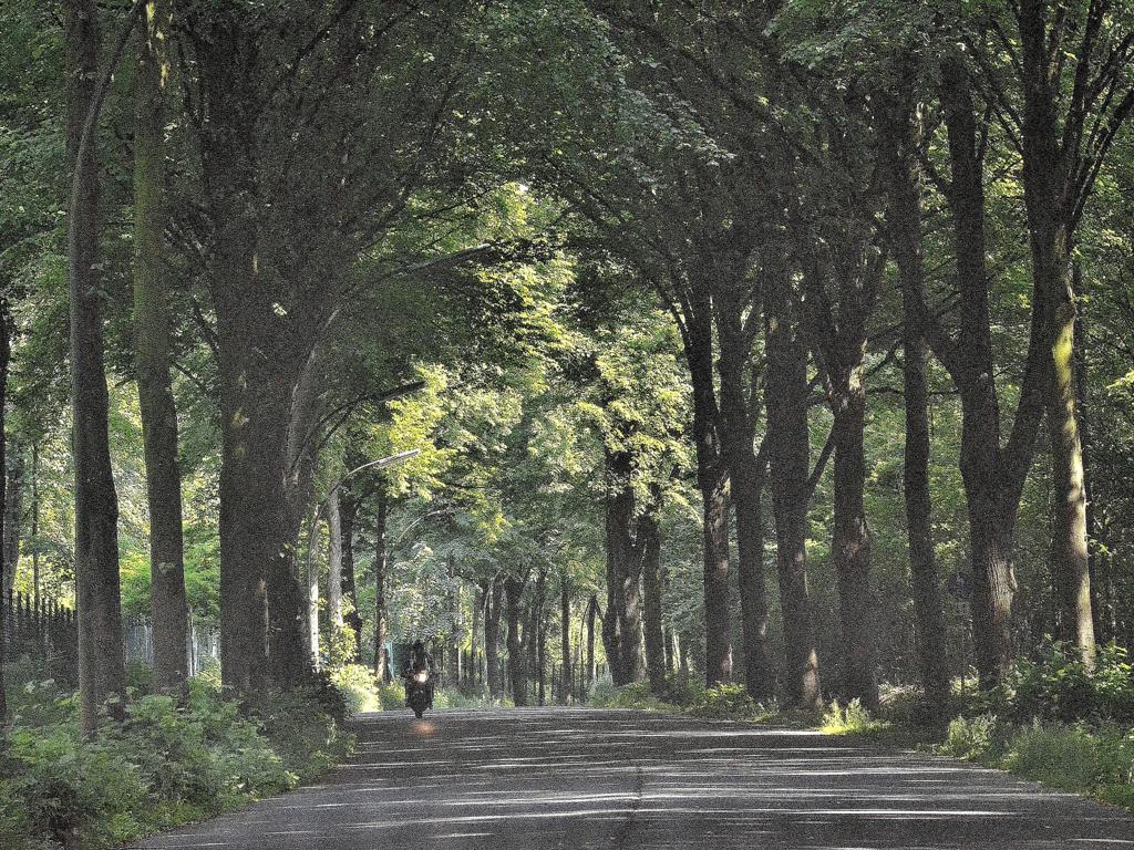 Allee