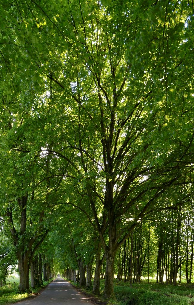 allee002