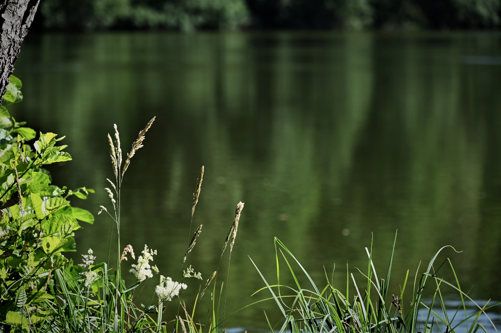 Alles grün am See.jpg