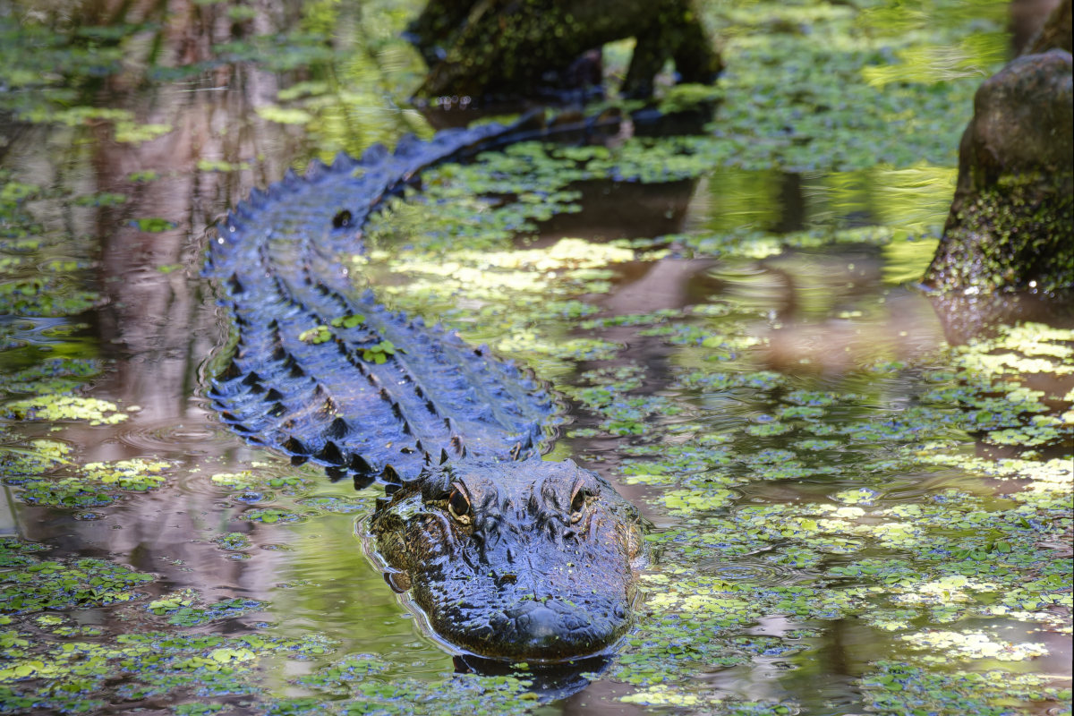 Alligator 1