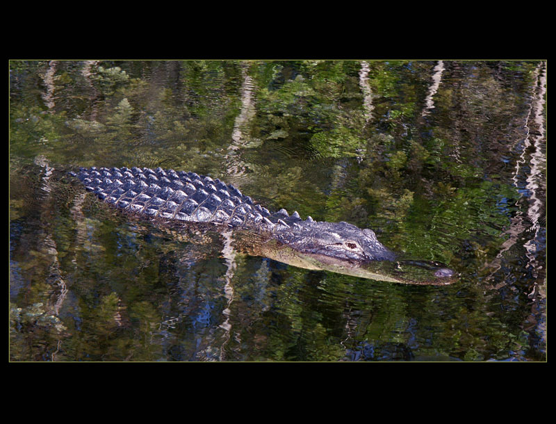 Alligator inden Everglades (FL)