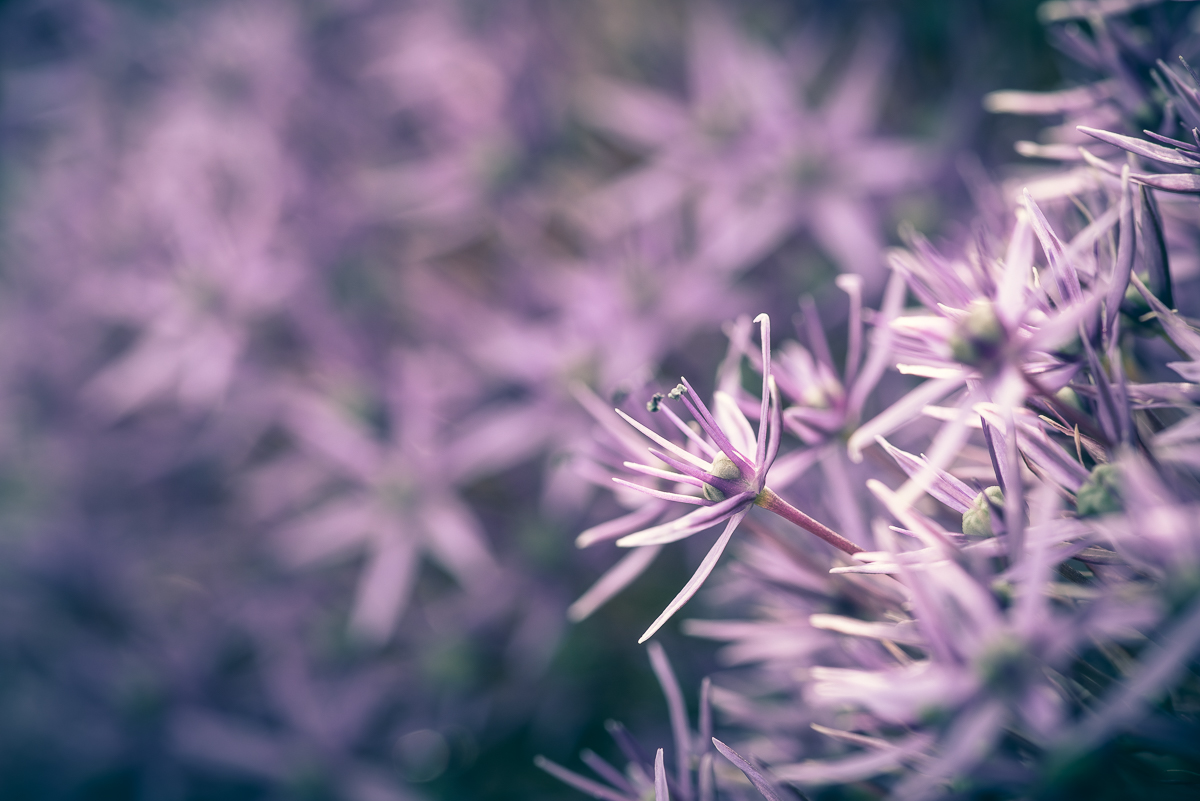 Allium (1).jpg
