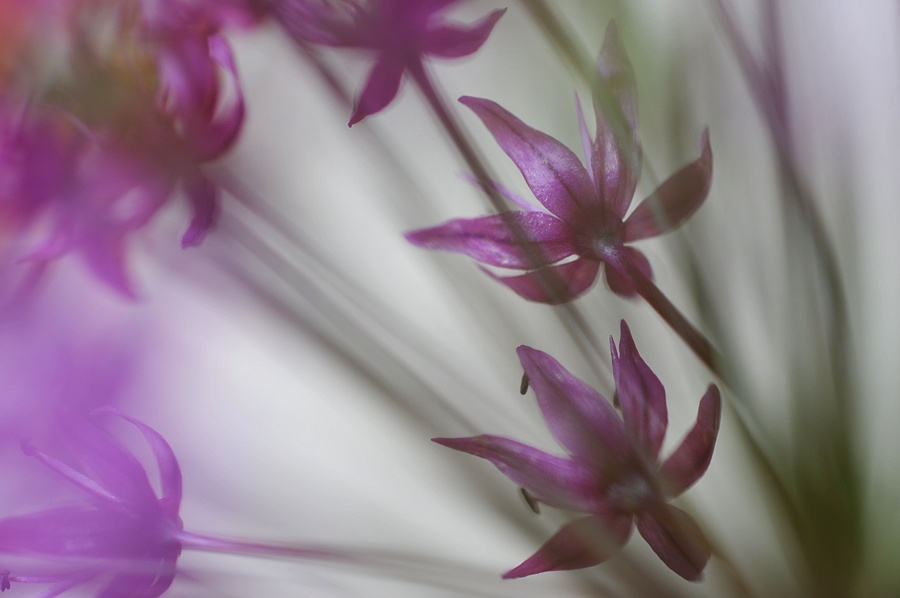 Allium
