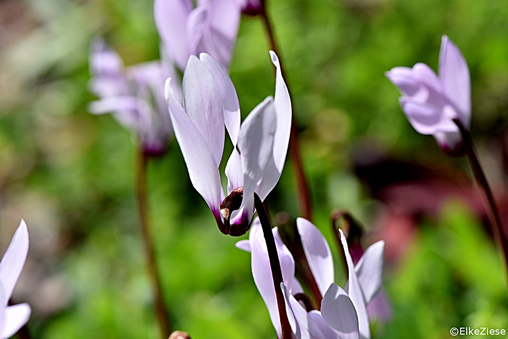 alpenveilchen