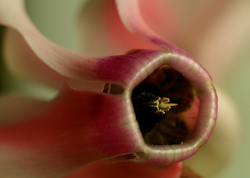 Alpenveilchen_9274b