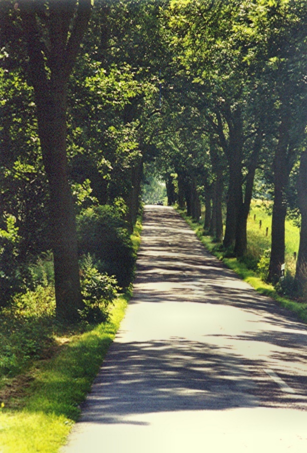 Alte Allee auf Usedom