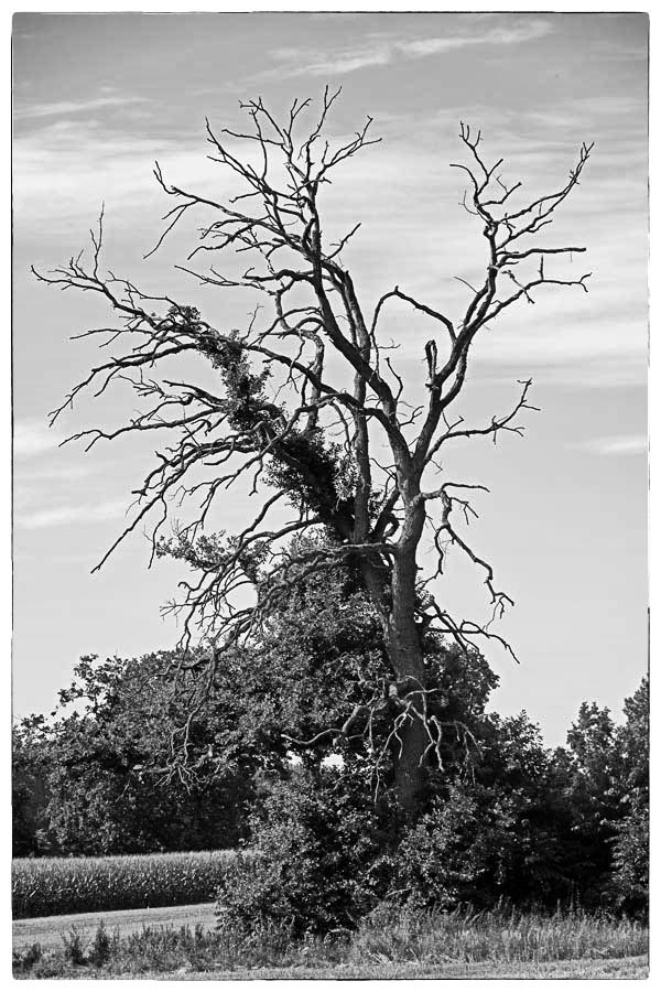 Alte Eiche_BW 2.jpg